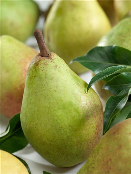 Pyrus communis Clapps Liebling