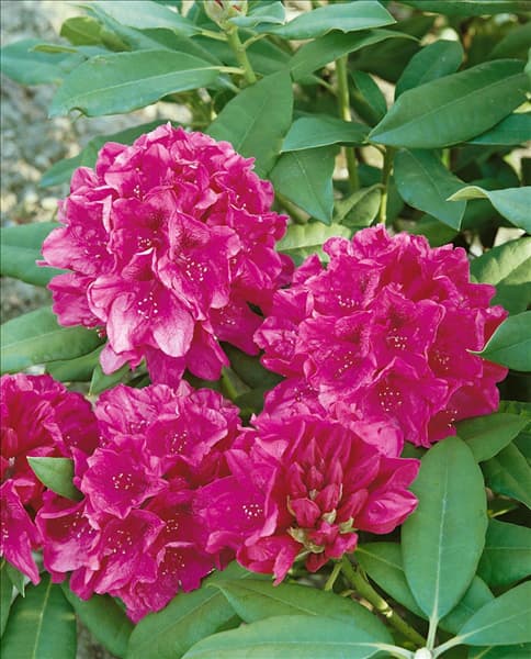 RHODODENDRON NOVA ZEMBLA