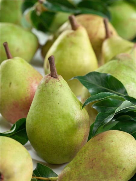 Pyrus communis Clapps Liebling