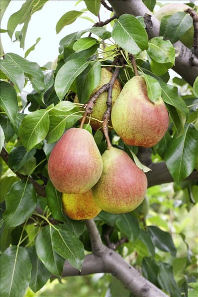 Pyrus communis Clapps Liebling