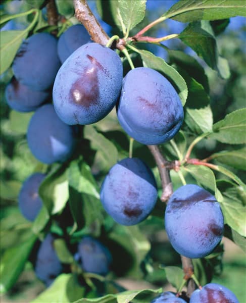 Prunus domestica subsp. domestica Bluefree