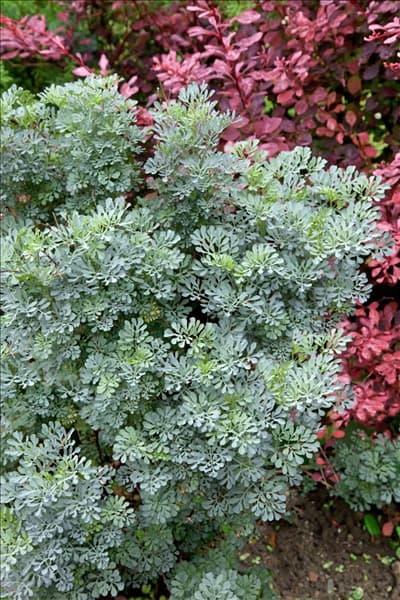 Ruta graveolens