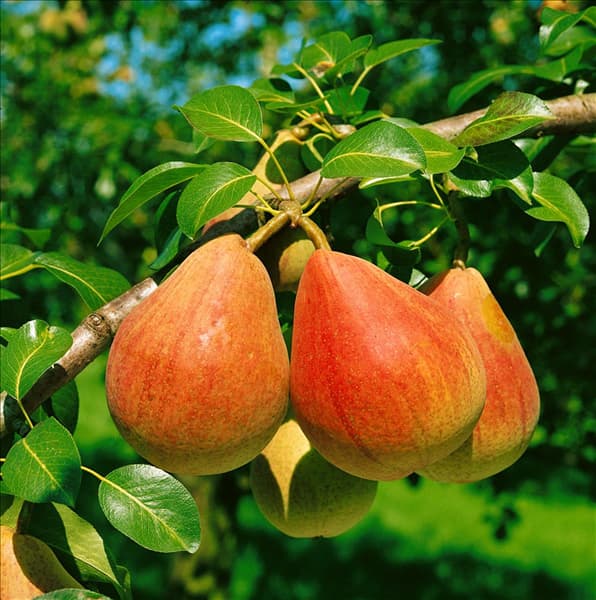 Pyrus communis Clapps Liebling