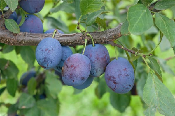Prunus domestica subsp. domestica Toptaste