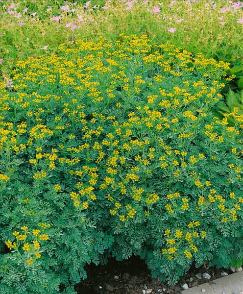 RUTA GRAVEOLENS
