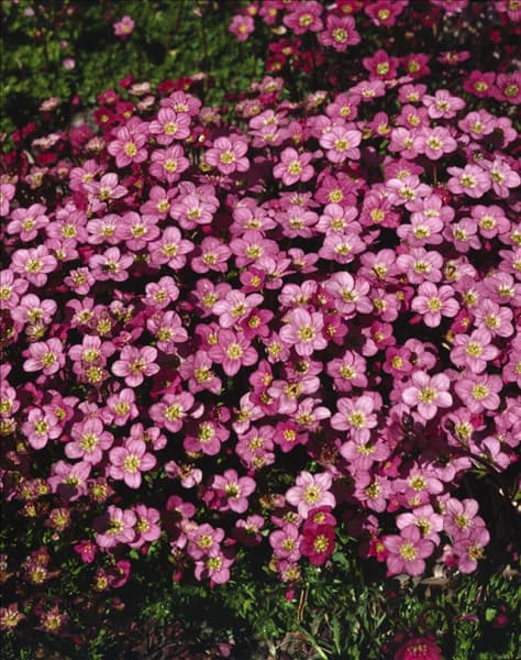 Saxifraga x arendsii Mossy Purple