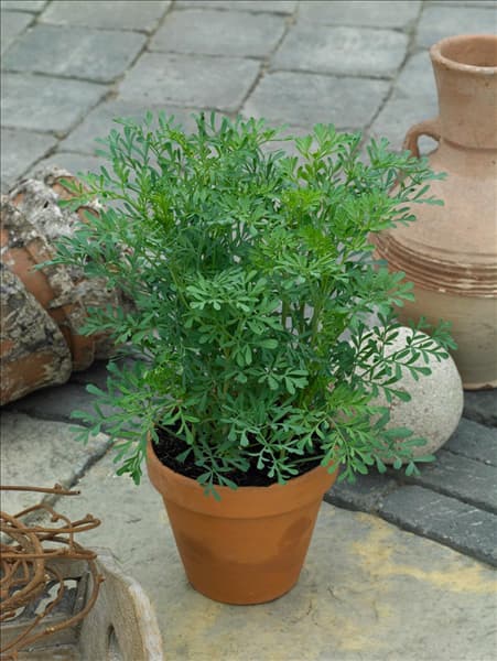 Ruta graveolens