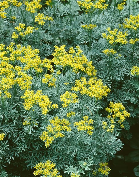 Ruta graveolens