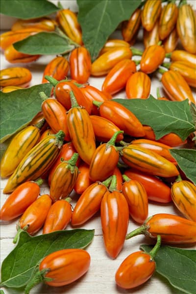 Solanum melongena Striped Toga