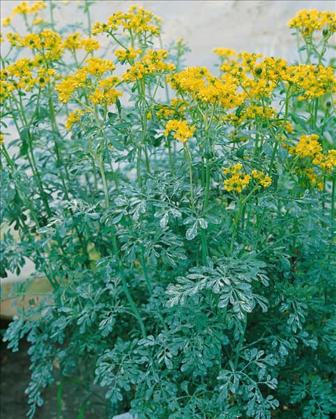 RUTA graveolens Variegata