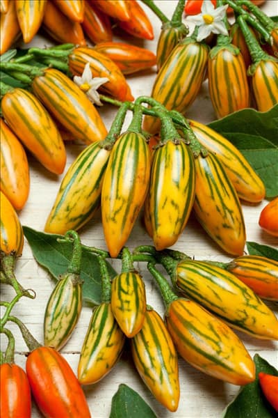 Solanum melongena Striped Toga