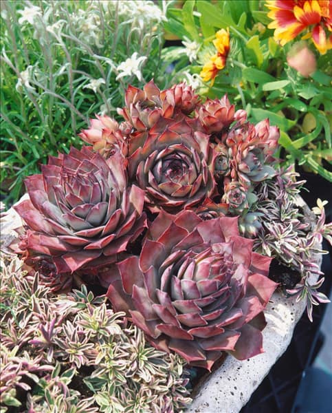 SEMPERVIVUM TECTORUM RUBRUM BORSCH