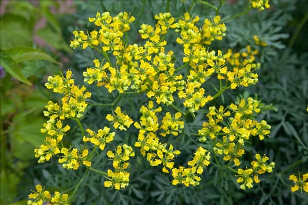 Ruta graveolens
