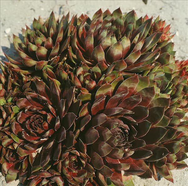 SEMPERVIVUM TECTORUM PYRENAICUM