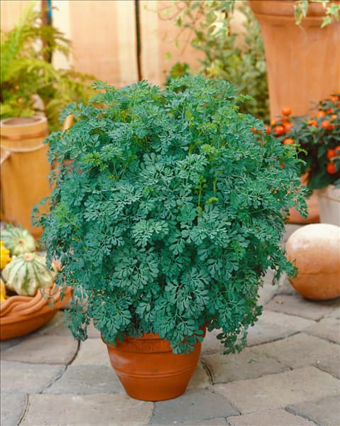 Ruta graveolens