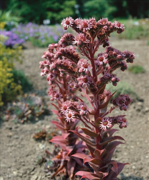 SEMPERVIVUM TECTORUM ATROVIOLACEUM