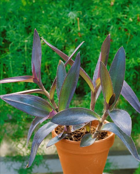 Tradescantia pallida Purpurea