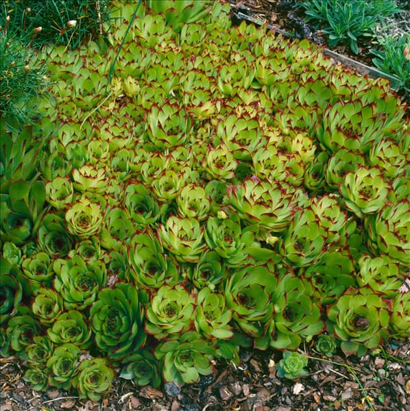 SEMPERVIVUM TECTORUM