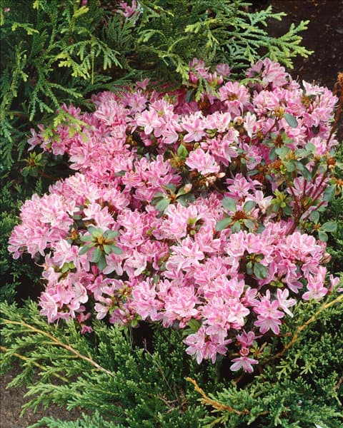 Rhododendron x obtusum Kermesina Rose