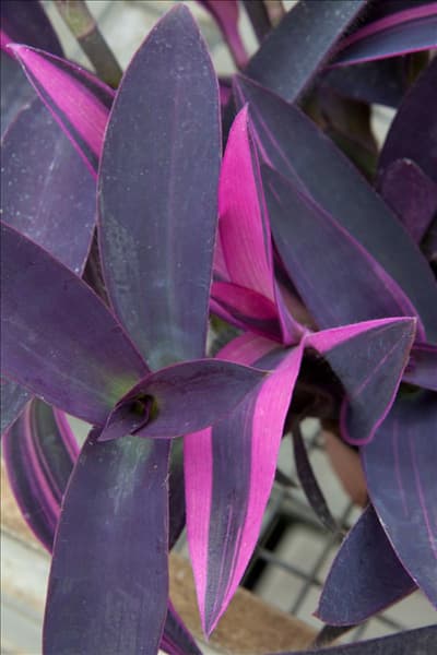 Tradescantia pallida Pink Stripes