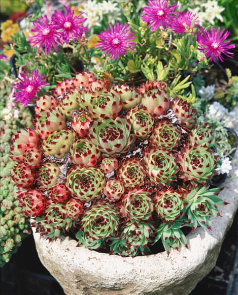 SEMPERVIVUM TECTORUM