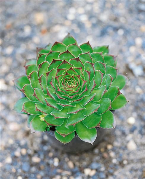 Sempervivum tectorum