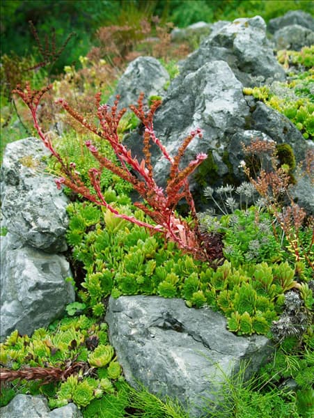 Sempervivum tectorum