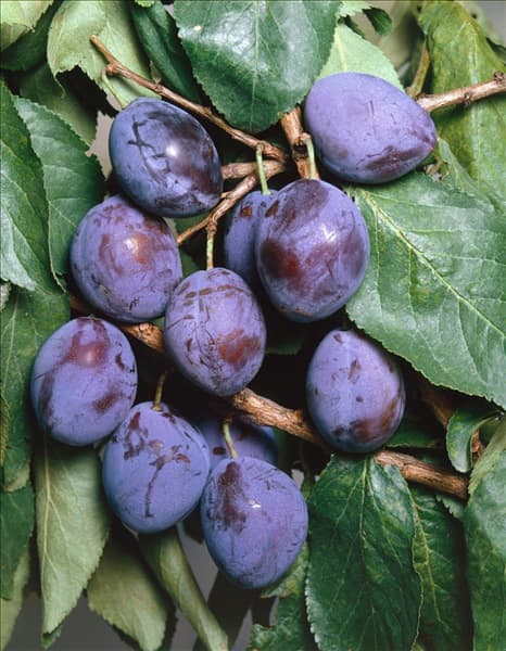 Prunus domestica subsp. domestica Bosnische Zwetschke