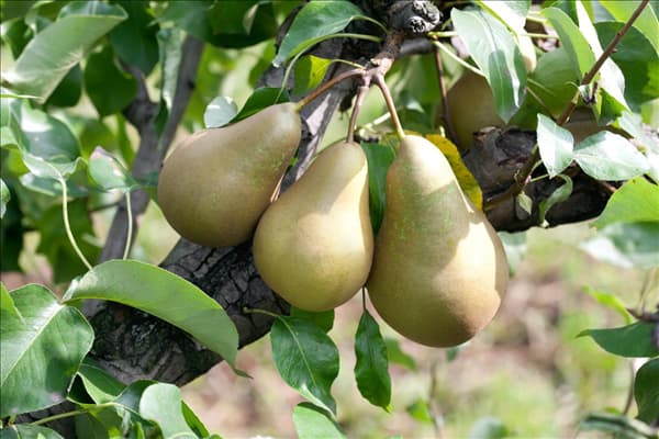 Pyrus communis Conference