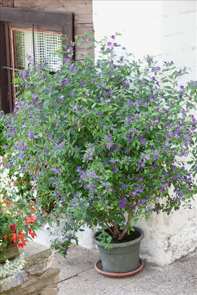 Solanum rantonnetii im Pflanzgefäß