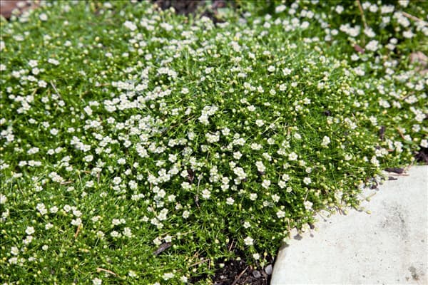 Sagina subulata