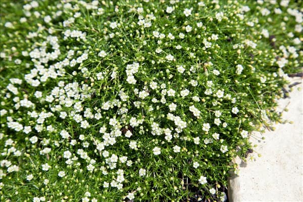 Sagina subulata