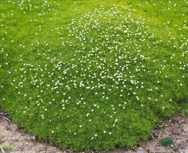Sagina subulata Aurea