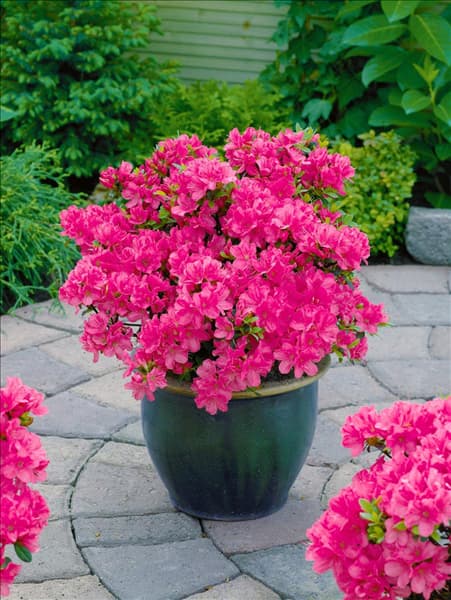 Rhododendron x obtusum Anne Frank im Topf