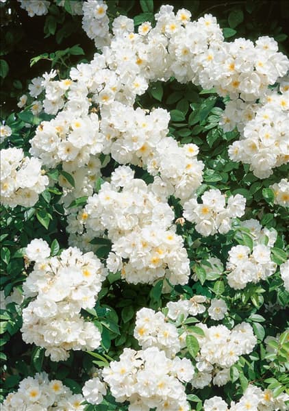 Rosa 'Bobby James'