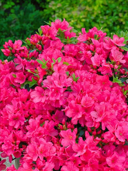 Rhododendron x obtusum Anne Frank