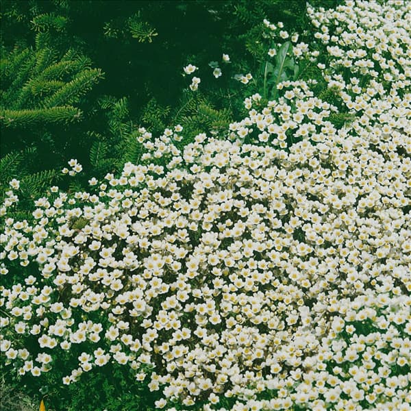 SAXIFRAGA X ARENDSII ALBA