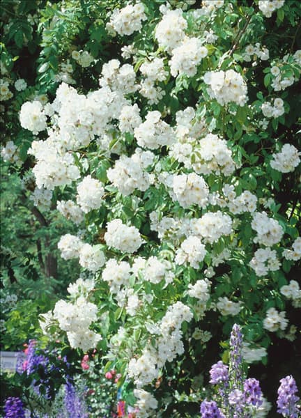 Rosa Bobby James