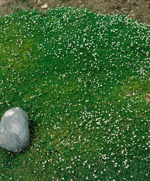SAGINA SUBULATA