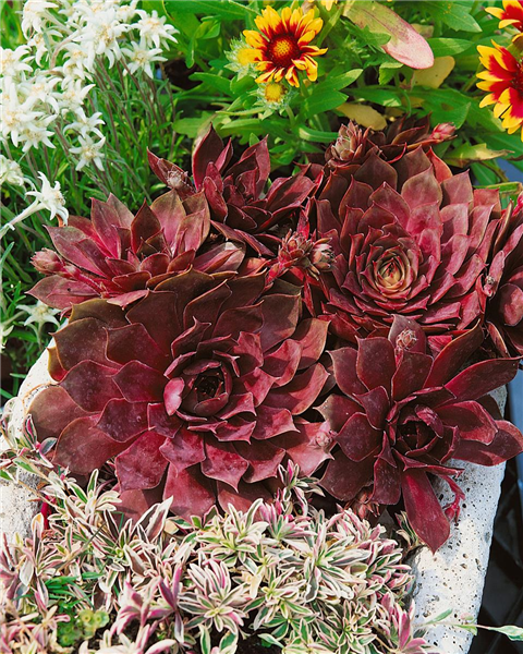 Sempervivum tectorum 'Othello'