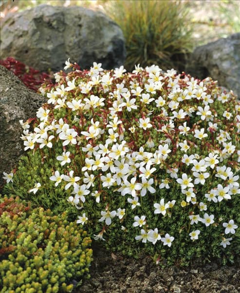 SAXIFRAGA X ARENDSII ALBA
