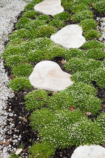 Sagina subulata