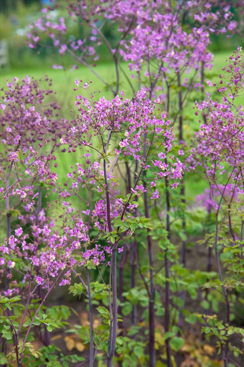 Thalictrum Splendide