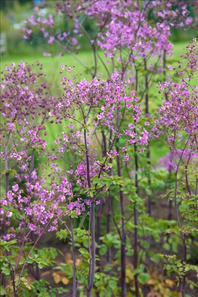 Thalictrum Splendide