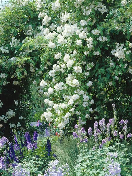 Rosa Type Bobby James
