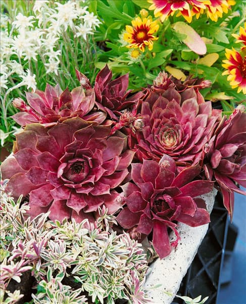 SEMPERVIVUM OTHELLO, RED