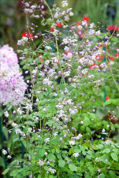 Thalictrum delavayi