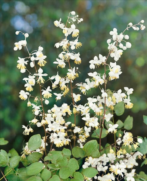 Thalictrum delavayi white