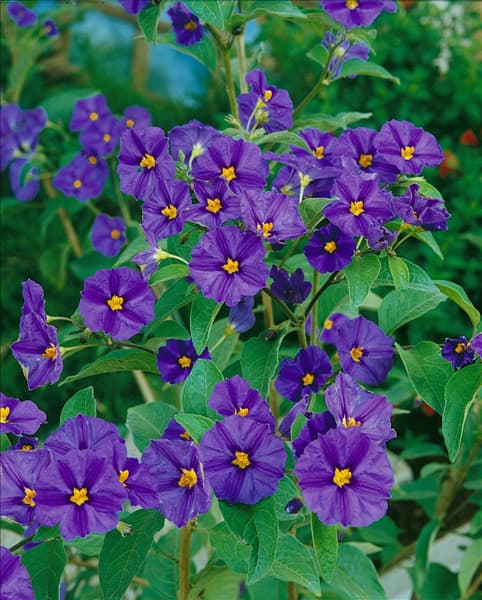 Solanum rantonnetii