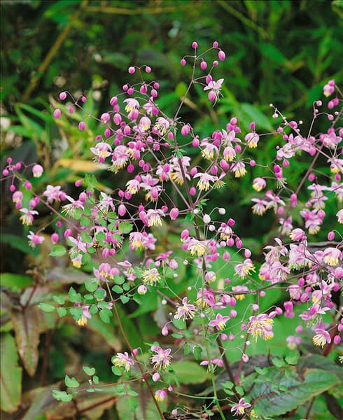 Thalictrum delavayi